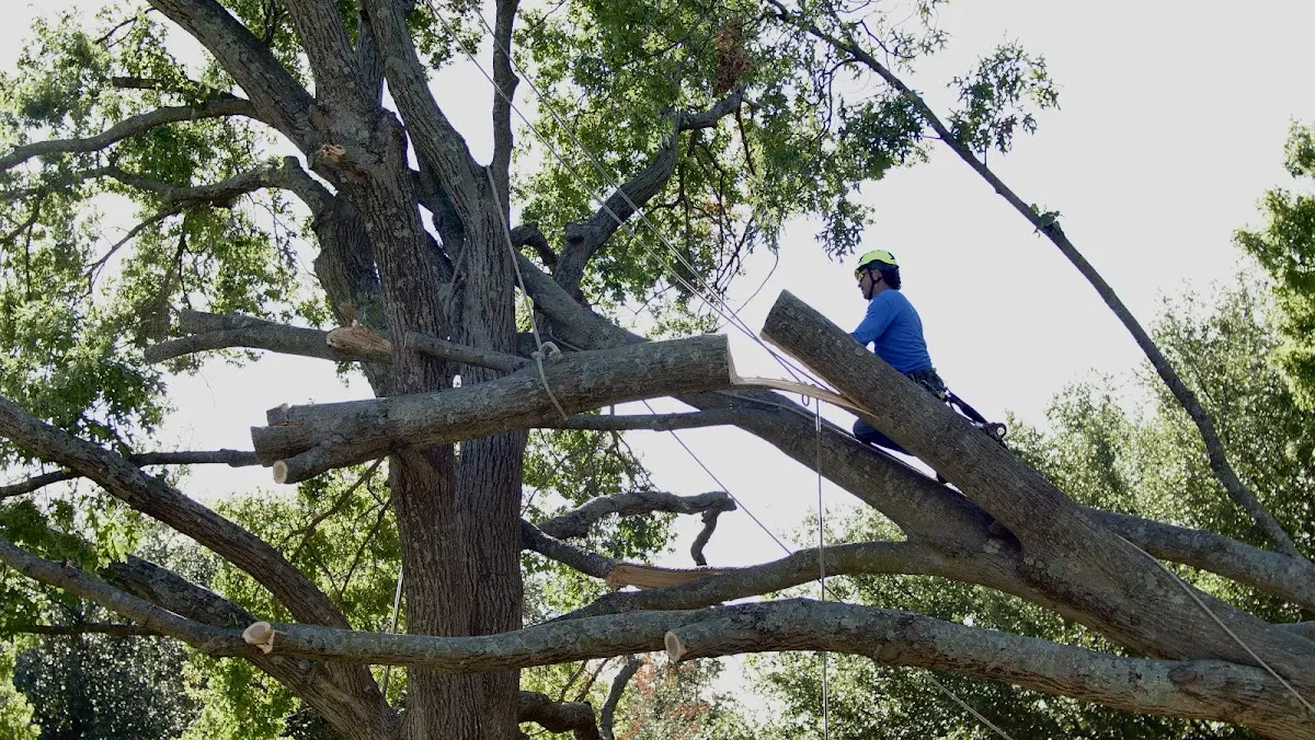 Professional Crown Thinning performed by certified arborists in Alpharetta